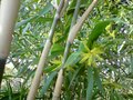 vignette Acacia maidenii parmi  Arundinaria japonica