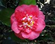 vignette Camlia ' R.L. WHEELER ' camellia japonica