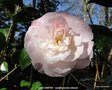 vignette Camlia ' JULIA HAMITER  ' camellia hybride williamsii