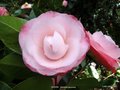 vignette Camlia ' DESIRE ' camellia japonica