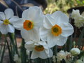 vignette Narcissus multiflore 'geranium'