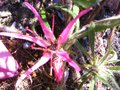 vignette Rhododendron macrosepalum linearifolium au 04 04 10