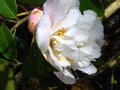 vignette Camellia Scentuous au 04 04 10