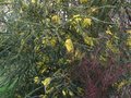 vignette Acacia Pravissima et Callistemon pinifolius red au 04 04 10