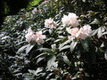 vignette Rhododendron