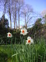 vignette Narcissus 'Barrett Browning' ?