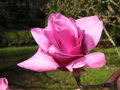 vignette Magnolia 'Vulcan'