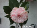 vignette camellia  japponica Bonomania