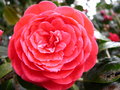 vignette camellia imbriqu, rouge, plus de 30 ans, 1