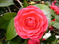 vignette camellia imbriqu, rouge, plus de 30 ans, 1