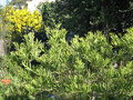 vignette Acacia longifolia = Acacia trinervis - Mimosa chenille