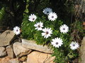 vignette Dimorphotheca ecklonis=Osteospermum ecklonis