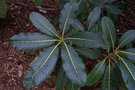 vignette Rhododendron sinogrande