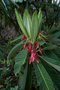 vignette Rhododendron sinogrande