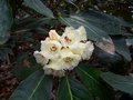 vignette Rhododendron sinogrande