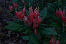 vignette Rhododendron spinuliferum