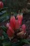 vignette Rhododendron spinuliferum