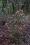 vignette Rhododendron spinuliferum