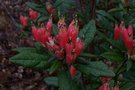 vignette Rhododendron spinuliferum