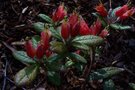 vignette Rhododendron spinuliferum