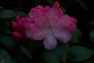 vignette Rhododendron williamsianum 'Essex Scar'