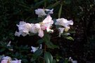 vignette Rhododendron x fragrantisimum