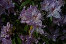 vignette Rhododendron x lochmium