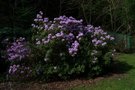 vignette Rhododendron x lochmium