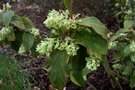 vignette Ribes laurifolium