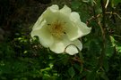 vignette Rosa gigantea