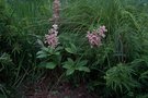 vignette Rodgersia pinata