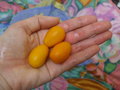 vignette qumquats
