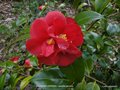 vignette Camlia ' SOUVENIR VENDEEN ' camellia japonica
