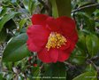 vignette Camlia ' SOUVENIR VENDEEN ' camellia japonica