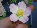 vignette abutilon blanc bordé de rose pâle