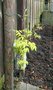 vignette Clematis alpina 'Stolwijk Gold'