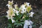 vignette Helleborus niger double-flowered