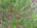 vignette Grevillea juniperina au 04 04 10