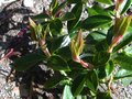 vignette Rhododendron Genesterianum au 05 04 10