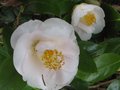 vignette Camellia japonica Mrs D.W.Davies au 05 04 10