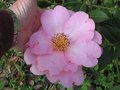 vignette Camellia williamsii Mary Phoebe Taylor  la trs grande fleur au 05 04 10