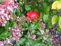 vignette Camellia japonica Bob's Tinsie qui se cache dans les fleurs du Pieris japonica Christmas cheer au 05 04 10