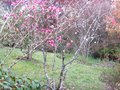 vignette Magnolias vus  travers un Davidia au 05 04 10