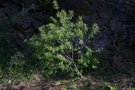 vignette Salix canariensis