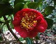 vignette Camlia ' PIRATE'S GOLD ' camellia japonica