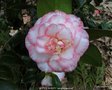 vignette Camlia ' BETTY'S BEAUTY ' camellia japonica