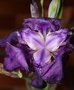 vignette iris mauve