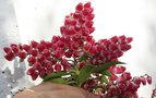 vignette pieris japonica passion toujours en fleurs