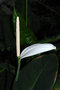 vignette Spathiphyllum cannifolium