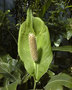 vignette Spathiphyllum cf. cochlearispathum